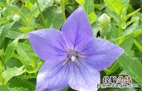 桔梗的种植技术及经济效益 桔梗的种植技术