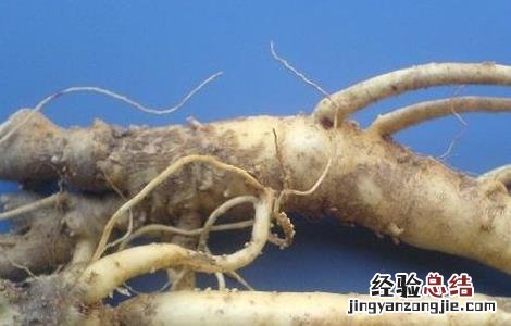 桔梗的种植技术及经济效益 桔梗的种植技术