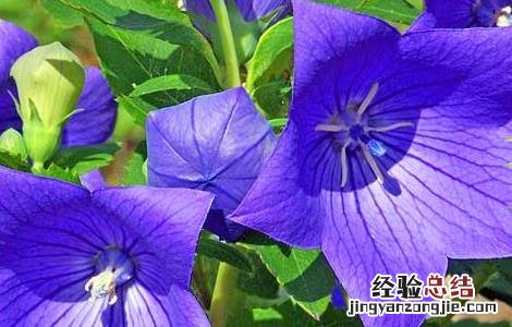 桔梗的种植技术及经济效益 桔梗的种植技术