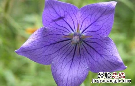 桔梗的种植技术及经济效益 桔梗的种植技术