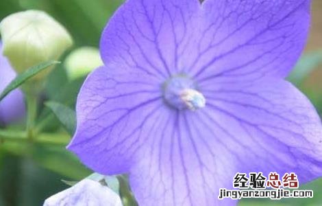 桔梗的种植技术及经济效益 桔梗的种植技术