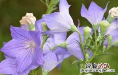 桔梗的种植技术及经济效益 桔梗的种植技术
