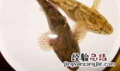 塘鲺功效与作用 塘鳢的功效与作用