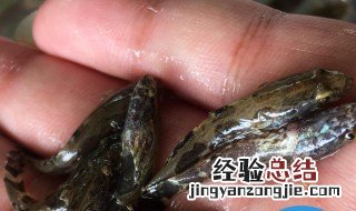 塘鳢的适宜人群和禁忌人群 塘鲺的功效作用与禁忌