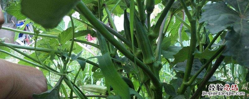 黄秋葵落花落果的原因 黄秋葵落花落果怎么治