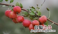 沙果果酱怎么做 沙果酱制作方法