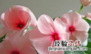 春天的季节的特点 春天的季节特点是什么