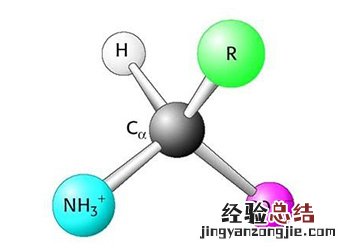 氨基酸 氨基酸的功效与作用