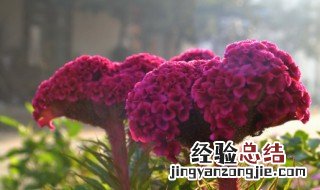 鸡冠花是开在哪个季节的 鸡冠花是开在哪个季节