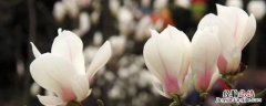 玉兰花怎么吃法 玉兰花怎么做好吃
