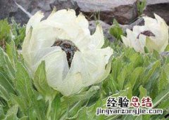 天山雪莲图片 天山雪莲