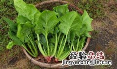 正宗凉拌菠菜粉丝的做法 菠菜粉丝凉拌菜的做法
