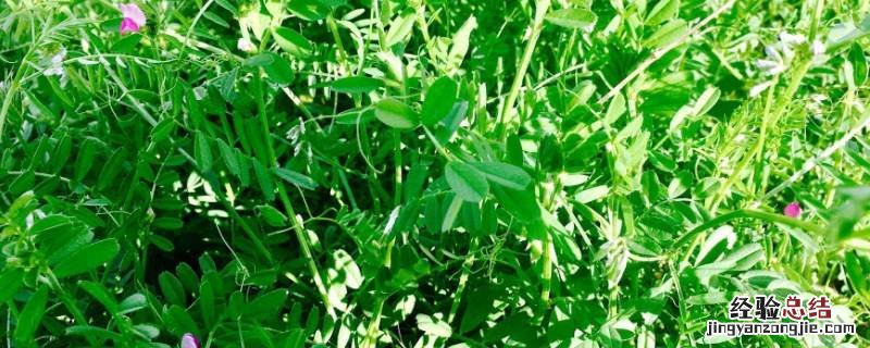 野豌豆苗可以吃吗 野豌豆苗吃法