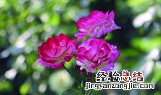 月季花啥季节移栽最好呢 月季花啥季节移栽最好