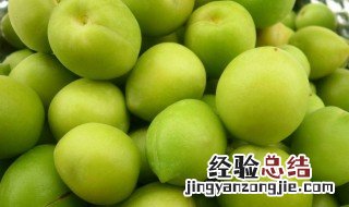 梅子是什么季节开的水果 梅子是什么季节开的