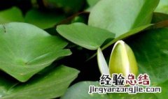 什么季节养睡莲发芽快一点 什么季节养睡莲发芽快