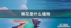 棉花是什么植物长出来的 棉花是什么植物