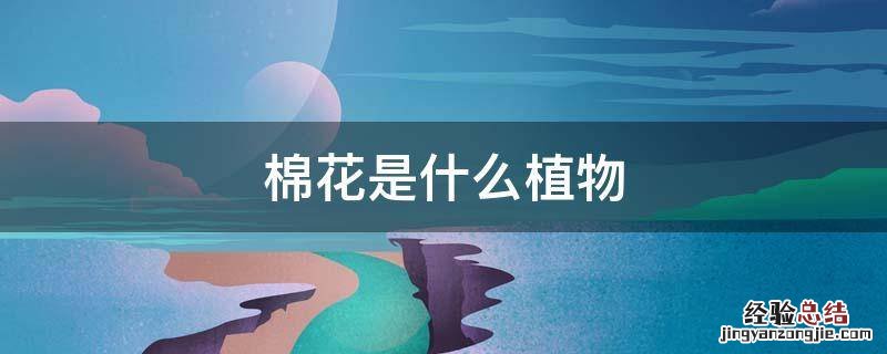 棉花是什么植物长出来的 棉花是什么植物