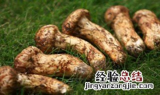 东北松茸季节是什么时候 北方松茸几月份上市是旺季