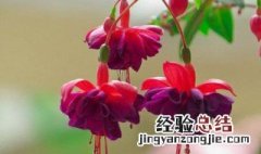 倒挂金钟花期是几月 倒挂金钟花什么季节开花