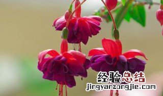 倒挂金钟花期是几月 倒挂金钟花什么季节开花