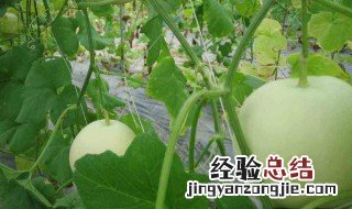 甜瓜在什么季节成熟 甜瓜在什么季节成熟了