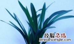 墨兰是哪个季节开花的 墨兰是哪个季节开花的图片