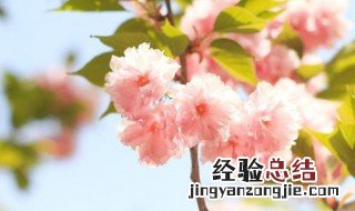 春天有什么鲜花开 春天来了鲜花开得那么什么