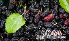 桑树果可以扦插吗 桑树果可以扦插吗视频