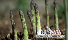 在家里怎么种芦笋 家里怎么种芦笋吃