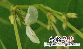 苏花的功效与作用 苏花的功效与作用禁忌