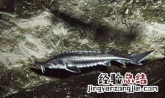 鲟鱼的营养价值 鲟鱼的营养价值与禁忌