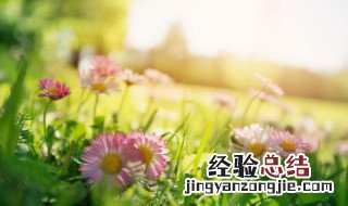 春天的语句朋友圈 春天的语句