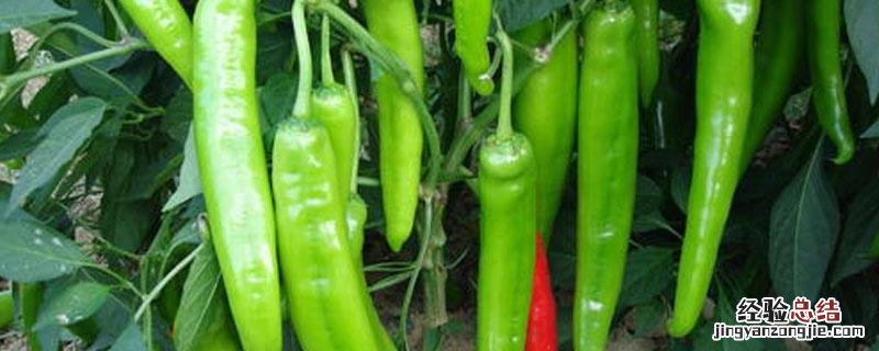 尖椒弯的辣还是直的辣 辣椒直的好还是弯的好