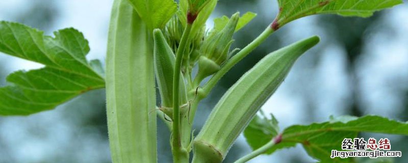 黄秋葵从小开始治虫吗 黄秋葵虫害防治