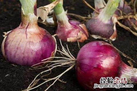 洋葱耐寒吗 洋葱属于耐寒蔬菜吗