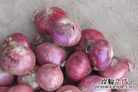 洋葱耐寒吗 洋葱属于耐寒蔬菜吗