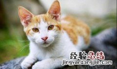 爪子和前爪的读音 前爪的读音