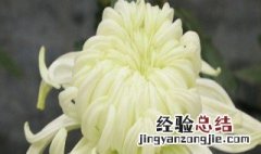 秋菊在什么季节盛开 秋菊在什么时候开花