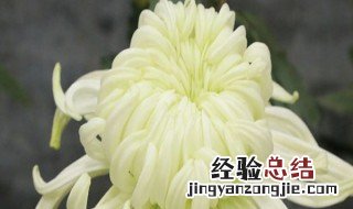 秋菊在什么季节盛开 秋菊在什么时候开花