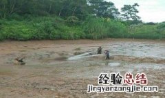 塘泥怎样处理才能种菜 塘泥怎样处理才能种菜呢