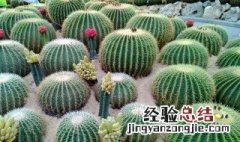 仙人球歪怎么处理 仙人球长歪了应该哪一面向阳