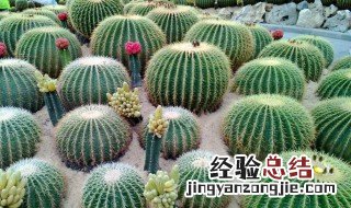 仙人球歪怎么处理 仙人球长歪了应该哪一面向阳