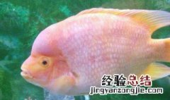 财神鱼缸该放什么地方 财神鱼缸里怎么养