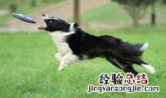 边牧哪个季节换毛最好 边牧哪个季节换毛