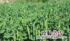 豌豆是什么季节种的 豌豆是什么季节播种