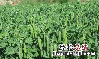豌豆是什么季节种的 豌豆是什么季节播种