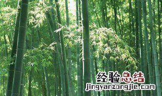 竹子树移种多长时间就能长枝长叶 竹子移栽多久发芽