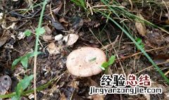 枞树菇什么季节有 枞树蘑菇几月份有