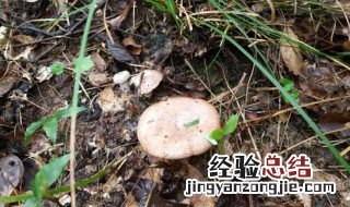 枞树菇什么季节有 枞树蘑菇几月份有